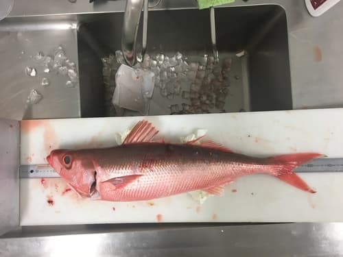 Japanese Rubyfish