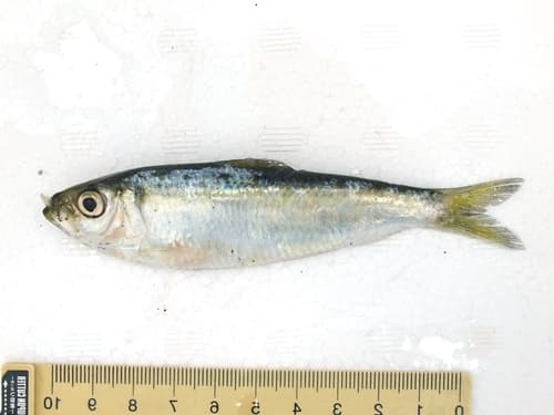 Japanese Sardinella