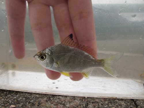 Japanese silverbiddy