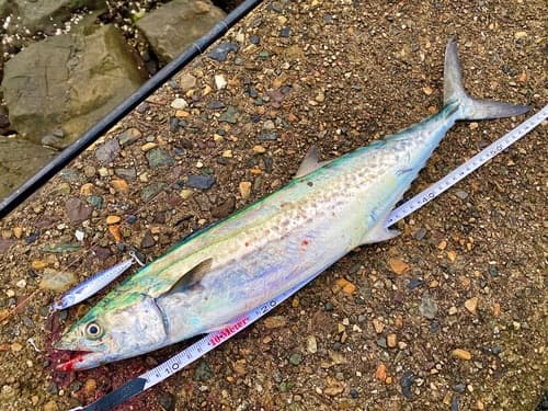 Japanese Spanish Mackerel
