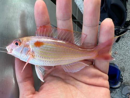 Japanese Threadfin Bream