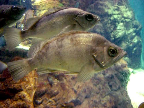 Japanese White Seaperch