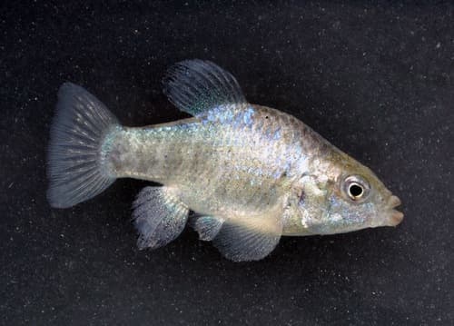 Jaragua Pupfish
