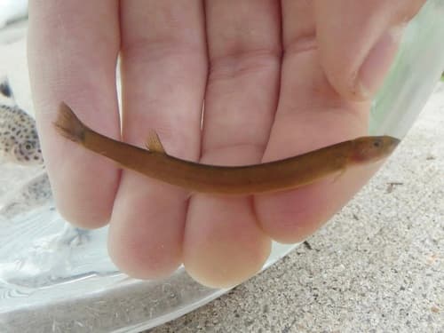 Java Loach