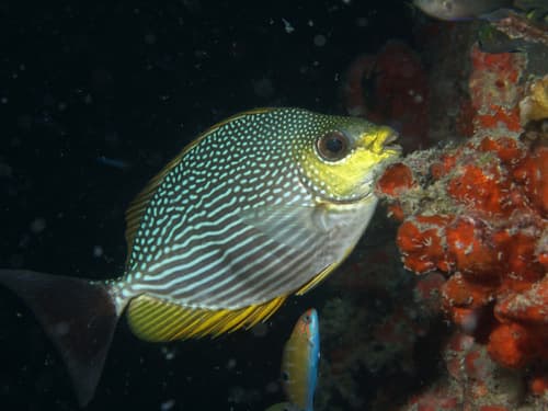Java Rabbitfish