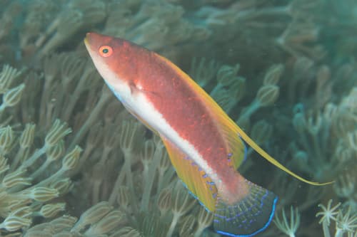 Javan Wrasse