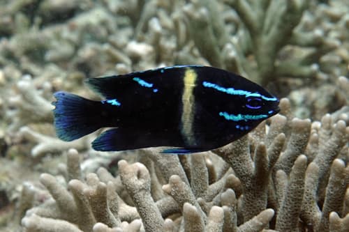 Javanese Damselfish