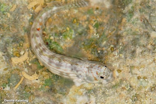 Javanese Rockskipper