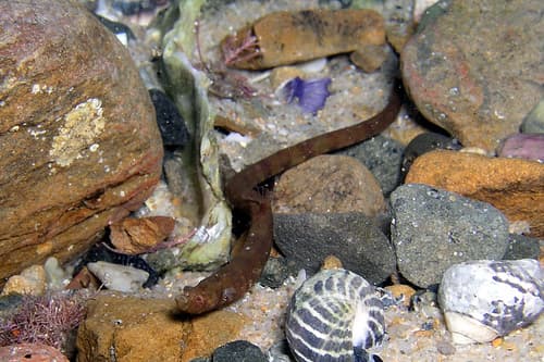 Javelin Pipefish