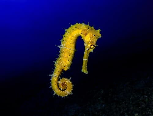 Jayakar's Seahorse