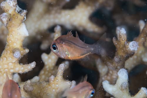 Jebb's Siphonfish