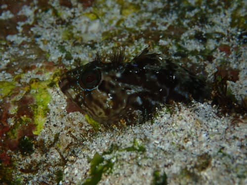 Jenkins' Blenny