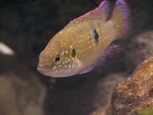 Jewel Cichlid
