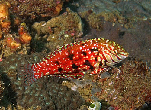 Jewelled Wrasse
