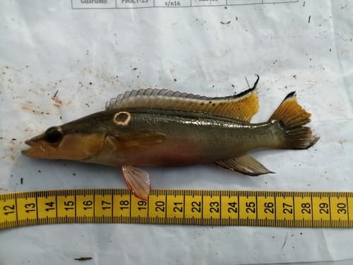 Johanna Pike Cichlid