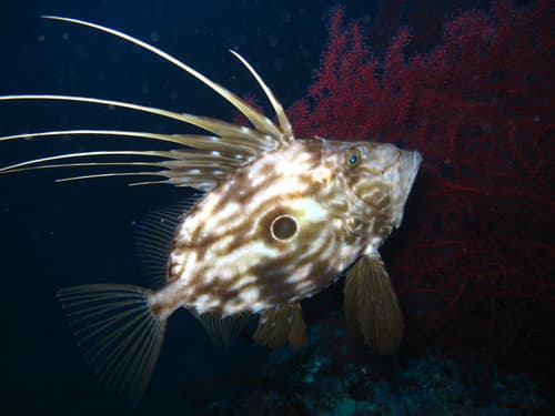 John Dory