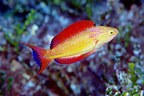 Johnson's Wrasse
