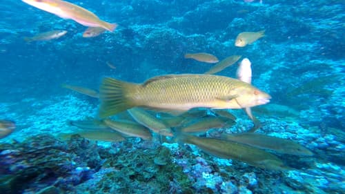 Juan Fernández Wrasse