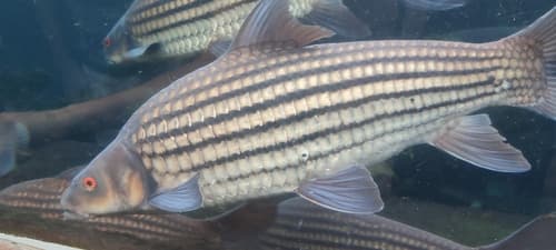 Jullien's Golden Carp