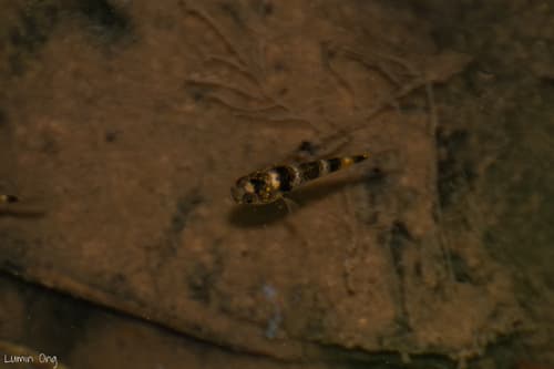 Kabili Bumblebee Goby