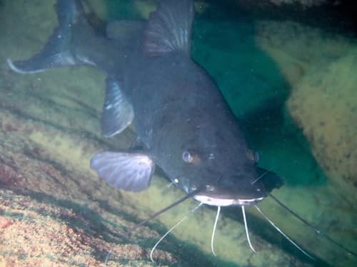 Channel Catfish