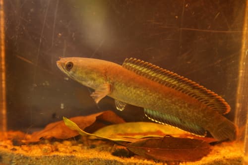 Kelaart's Dwarf Snakehead