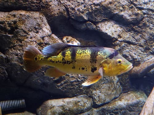 Kelber's Peacock Bass