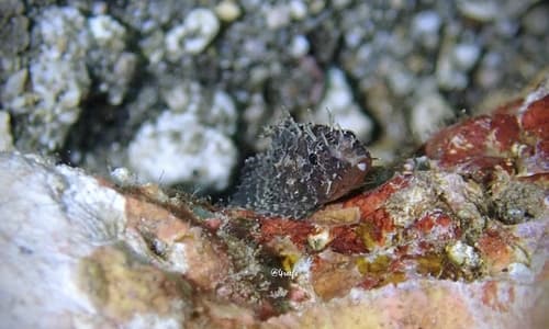 Kellogg's Scorpionfish