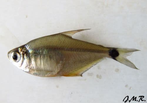 Kennedy's Tetra