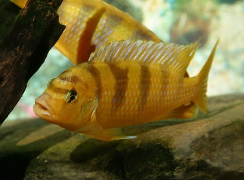 Kennyi Cichlid