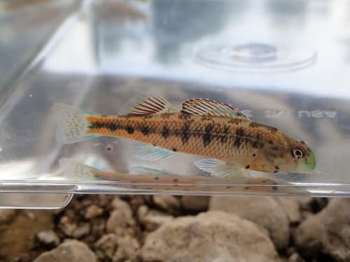 Kentucky Snubnose Darter
