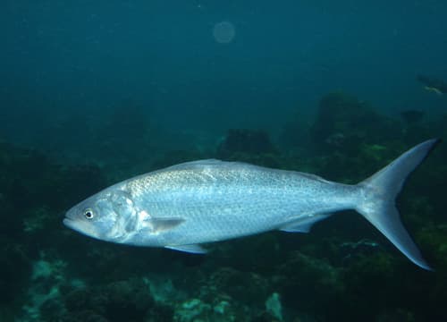 Kermadec Kahawai