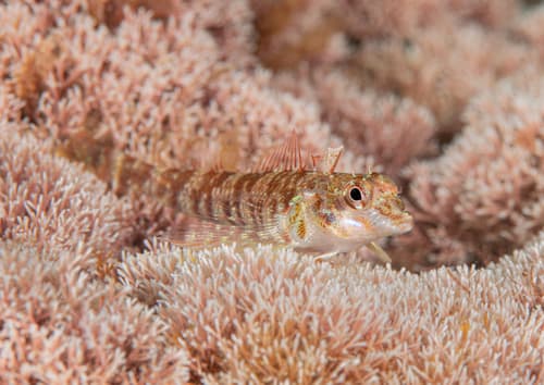 Kermadec Triplefin