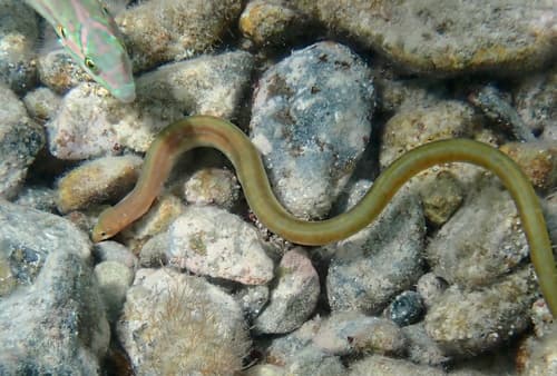 Key Worm Eel