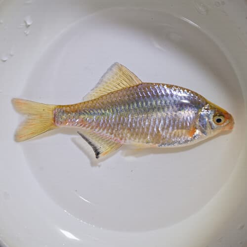 Khanka Spiny Bitterling