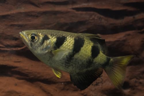 Kimberley Archerfish