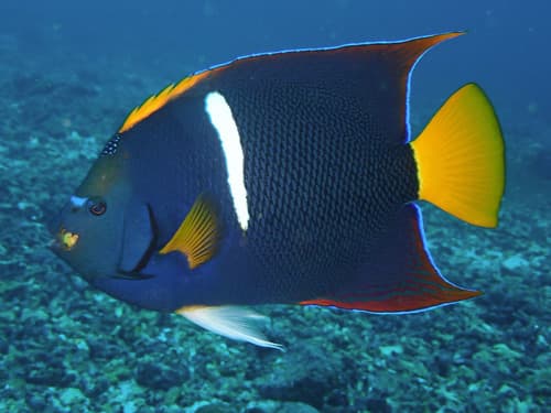 King Angelfish