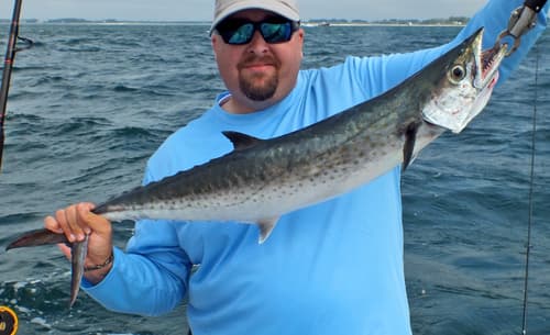 King Mackerel