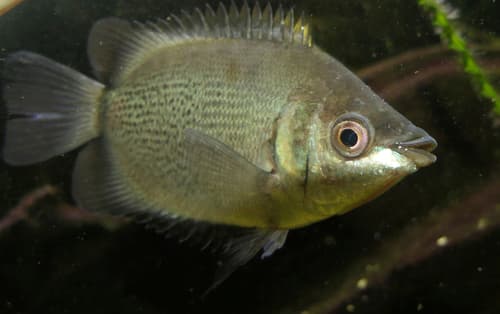Kissing Gourami