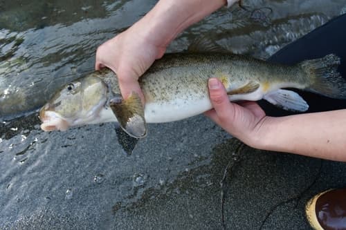 Klamath Smallscale Sucker