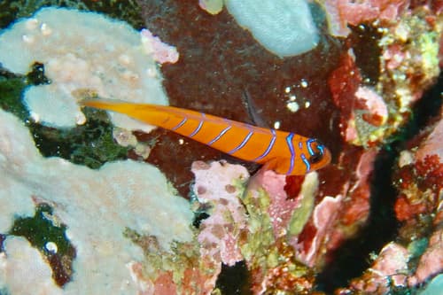 Knave Goby