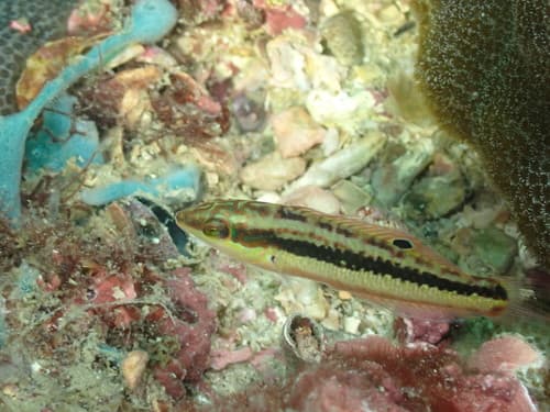 Kner's Wrasse