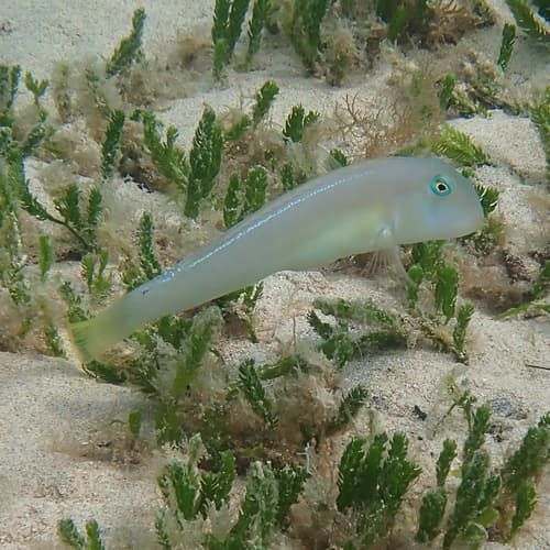 Knife Wrasse