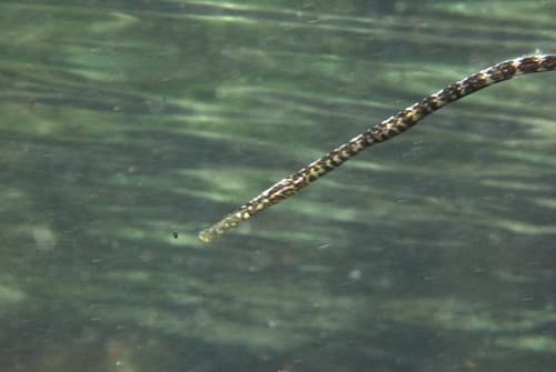 Knifesnout Pipefish