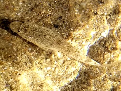 Knysna Sandgoby