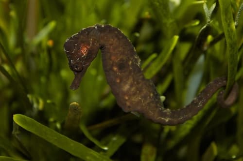 Knysna Seahorse
