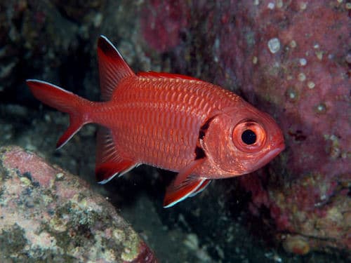 Kochi Soldierfish
