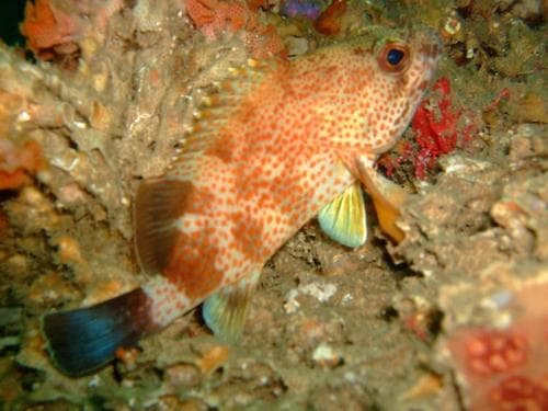 Spotted Hawkfish