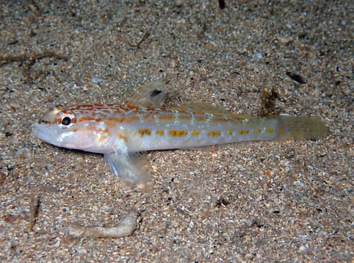 Kolombatovic's Goby