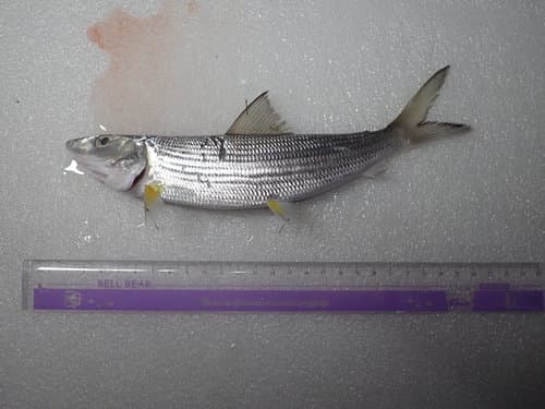 Korean Bonefish